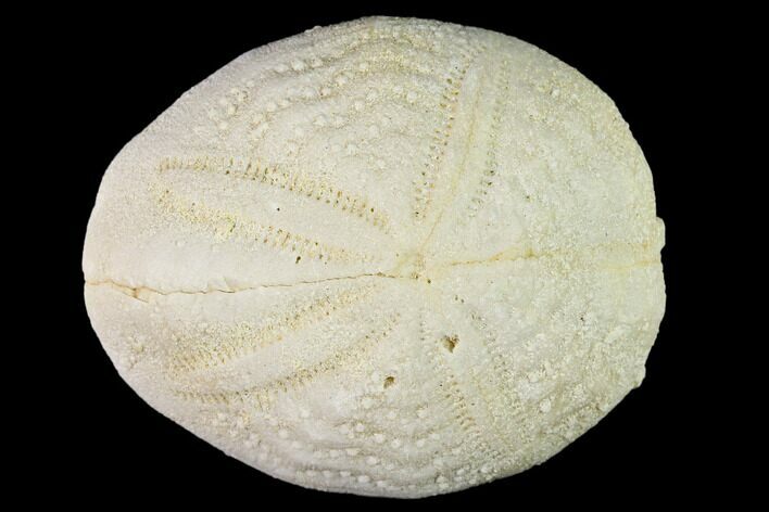 Fossil Sea Urchin (Eupatagus) - Florida #136063